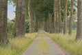 Cobbleston road with poplars in the Flemish countryside