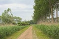 Dirtroad lined by poplar trees in the Flemish countryside