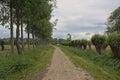 Dirtroad lined by poplar trees and willows in the Flemish countryside