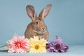 Flemish giant with flowers Royalty Free Stock Photo