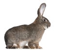 Flemish Giant rabbit Royalty Free Stock Photo