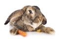 Flemish Giant rabbit