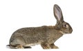 Flemish Giant rabbit in front of white background Royalty Free Stock Photo