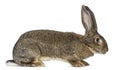 Flemish Giant rabbit in front of white background Royalty Free Stock Photo