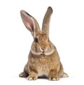 Flemish Giant rabbit, 6 months old Royalty Free Stock Photo