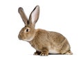 Flemish Giant rabbit, 6 months old