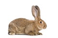 Flemish Giant rabbit, 6 months old