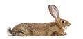 Flemish Giant rabbit yawning, 6 months old Royalty Free Stock Photo