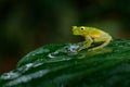 Fleschmanns Glass Frog, Hyalinobatrachium fleischmanni in nature habitat, animal with big yellow eyes, near the forest river. Fro Royalty Free Stock Photo