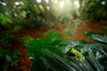 Fleschmanns Glass Frog, Hyalinobatrachium fleischmanni in nature habitat, animal with big yellow eyes, in forest river. Frog from Royalty Free Stock Photo