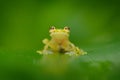 Fleschmanns Glass Frog, Hyalinobatrachium fleischmanni in nature habitat, animal with big yellow eyes, near the forest river. Fro Royalty Free Stock Photo