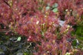 Flesh eating plant drosera in natural environment