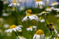 Flesh Flies belong to the family Sarcophagidae. Tripleurospermum inodorum, wild chamomile, mayweed, false chamomile, and Baldr s Royalty Free Stock Photo