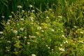 Flesh Flies belong to the family Sarcophagidae. Tripleurospermum inodorum, wild chamomile, mayweed, false chamomile, and Baldr s