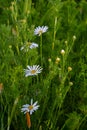 Flesh Flies belong to the family Sarcophagidae. Tripleurospermum inodorum, wild chamomile, mayweed, false chamomile, and Baldr s Royalty Free Stock Photo