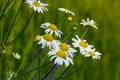 Flesh Flies belong to the family Sarcophagidae. Tripleurospermum inodorum, wild chamomile, mayweed, false chamomile, and Baldr s Royalty Free Stock Photo