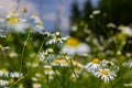 Flesh Flies belong to the family Sarcophagidae. Tripleurospermum inodorum, wild chamomile, mayweed, false chamomile, and Baldr s Royalty Free Stock Photo