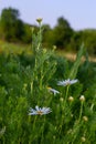 Flesh Flies belong to the family Sarcophagidae. Tripleurospermum inodorum, wild chamomile, mayweed, false chamomile, and Baldr s