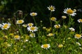 Flesh Flies belong to the family Sarcophagidae. Tripleurospermum inodorum, wild chamomile, mayweed, false chamomile, and Baldr s