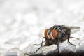 Flesh fly Royalty Free Stock Photo