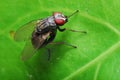 Flesh Fly Royalty Free Stock Photo