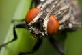 Flesh fly