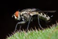 Flesh fly Royalty Free Stock Photo