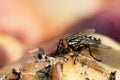 Flesh fly on apple Royalty Free Stock Photo