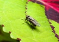 A house fly on a Coleus leaf