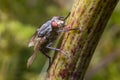 Flesh Fly Royalty Free Stock Photo