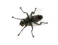 Flesh fly in front of white background Royalty Free Stock Photo