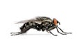 Flesh fly in front of white background Royalty Free Stock Photo