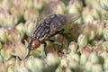 Flesh-Fly on Hylotelephium Herbstfreude Group `Herbstfreude Royalty Free Stock Photo
