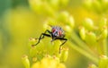 Flesh fly on the leaf. Royalty Free Stock Photo