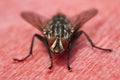 Flesh Fly on red surface Royalty Free Stock Photo