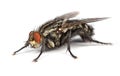 Flesh Fly Royalty Free Stock Photo