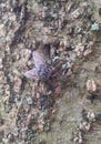 Flesh Fly Sarcophagidae Camouflaged on Bark Background Royalty Free Stock Photo