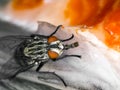 Flesh fly, Sarcophagidae, feeding on salmon, v1 cECP 2014