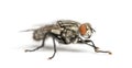 Flesh fly, Sarcophagidae, isolated Royalty Free Stock Photo