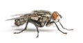 Flesh fly, Sarcophagidae, isolated Royalty Free Stock Photo