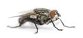 Flesh fly, Sarcophagidae, isolated Royalty Free Stock Photo