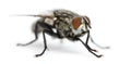 Flesh fly, Sarcophagidae, isolated Royalty Free Stock Photo