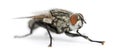 Flesh fly, Sarcophagidae, isolated Royalty Free Stock Photo