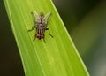 Flesh fly seating on a green leaf. Used selective focus Royalty Free Stock Photo