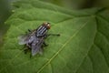 A flesh fly on some leaves in a Pennsylvania meadow