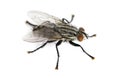 Flesh fly viewed from up high, Sarcophagidae, isolated Royalty Free Stock Photo