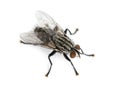 Flesh fly viewed from up high, Sarcophagidae, isolated Royalty Free Stock Photo