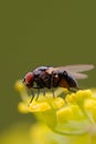 Flesh Fly on Wild Parsnip Umbel Royalty Free Stock Photo