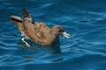 Flesh-footed shearwater in water, New Zealand