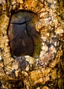 flesh of tree try to cover the branch cut wound Royalty Free Stock Photo